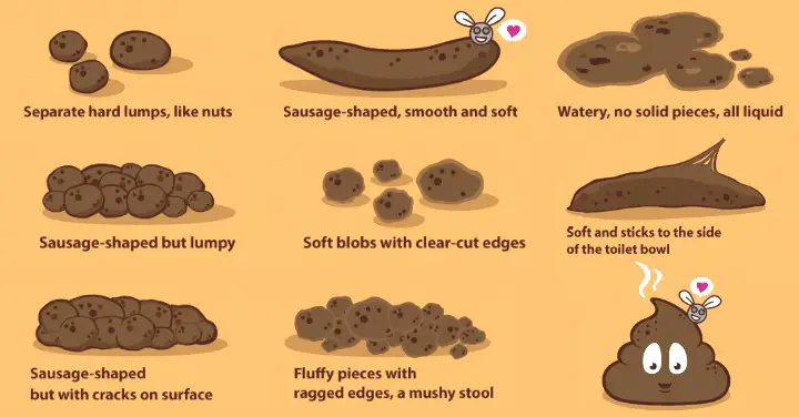 everything-you-need-to-know-about-your-poop