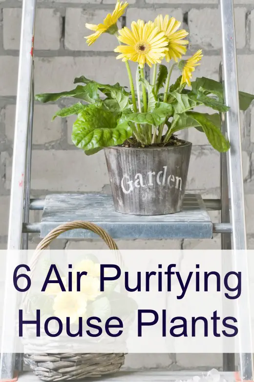 6 Air Purifying House Plants ~