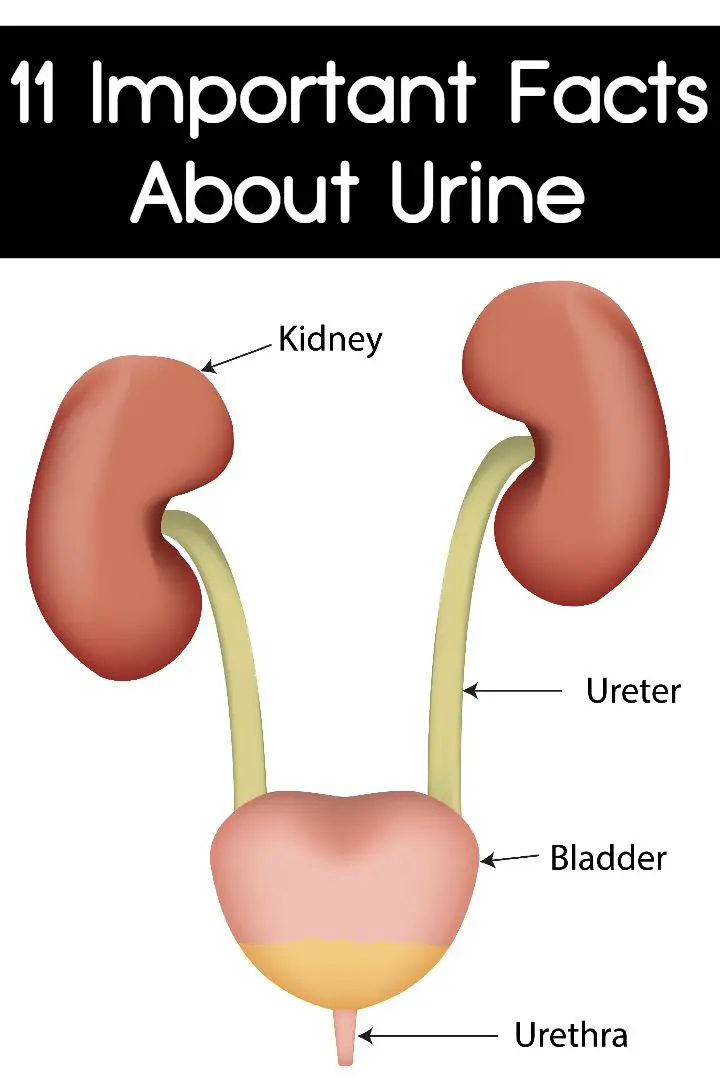 11 Important Facts About Urine ~