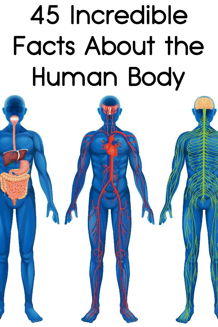45 Incredible Facts About The Human Body