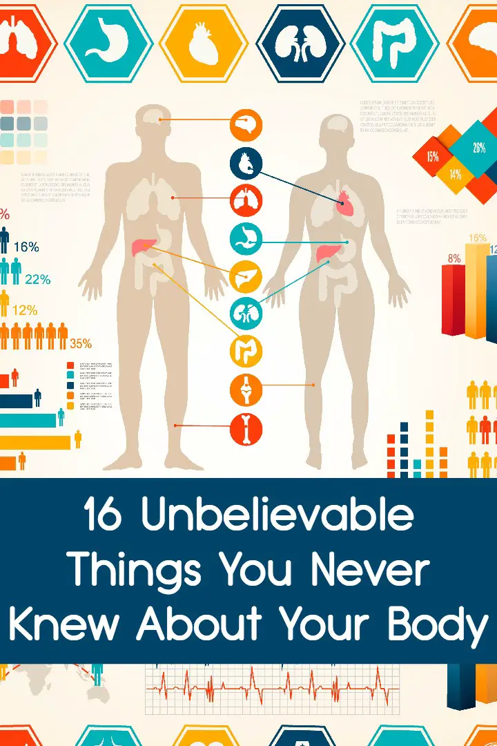 16 Unbelievable Things You Never Knew About Your Body ~