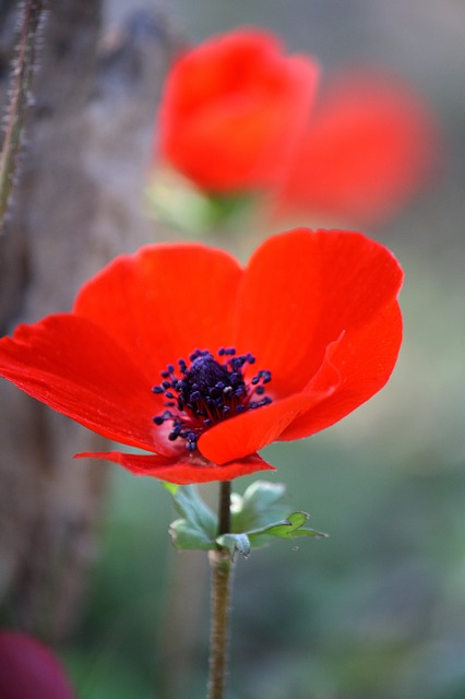 Anemone Flower ~ 10 Most Common Flowers and Their Meanings ~ https://facthacker.com/most-common-flowers-and-their-meanings/