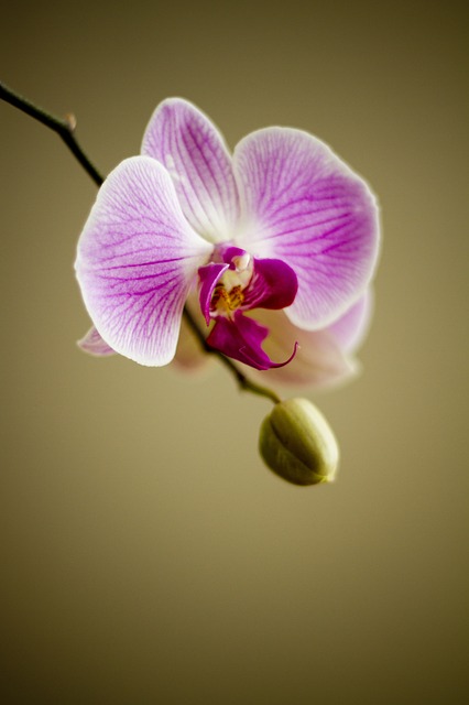 Orchid ~ 10 Most Common Flowers and Their Meanings ~ https://facthacker.com/most-common-flowers-and-their-meanings/